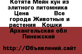 Котята Мейн-кун из элитного питомника › Цена ­ 20 000 - Все города Животные и растения » Кошки   . Архангельская обл.,Пинежский 